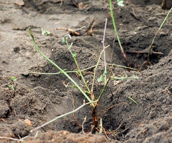 plantation de mûres