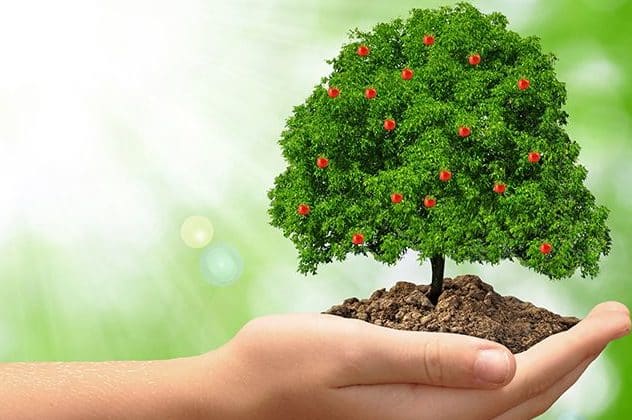 Apfelbaum rot lecker