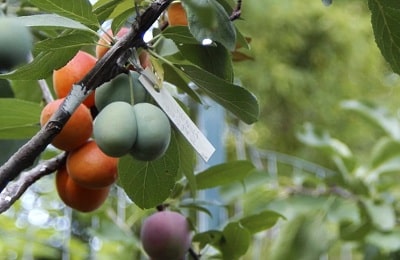 Pflaumentransplantation