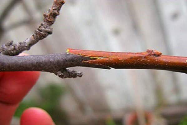 Pflaumentransplantation