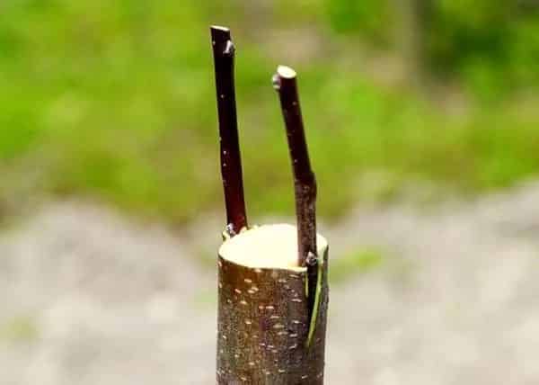 greffage Pour écorce