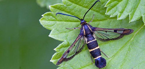 Verrerie sur groseille