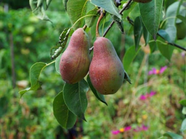 poire Talgar beauté