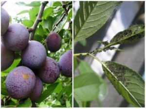 Wie man mit Blattläusen auf einer Pflaume umgeht und wie man mit chemischen und Volksheilmitteln umgeht