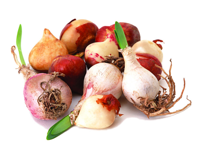 tulip double of beauty apeldoorn