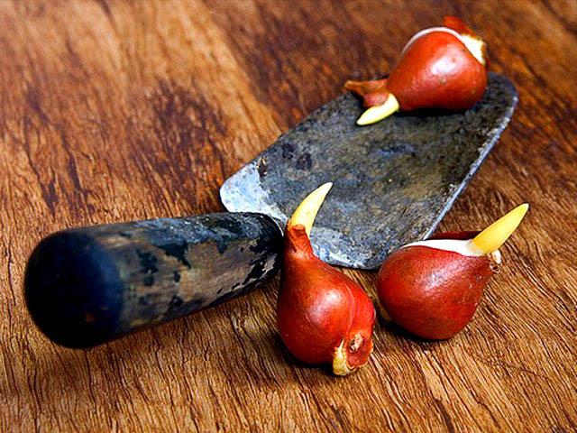 transplanting tulips