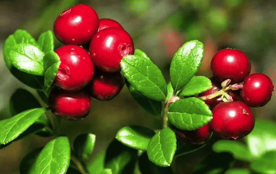 picking lingonberries