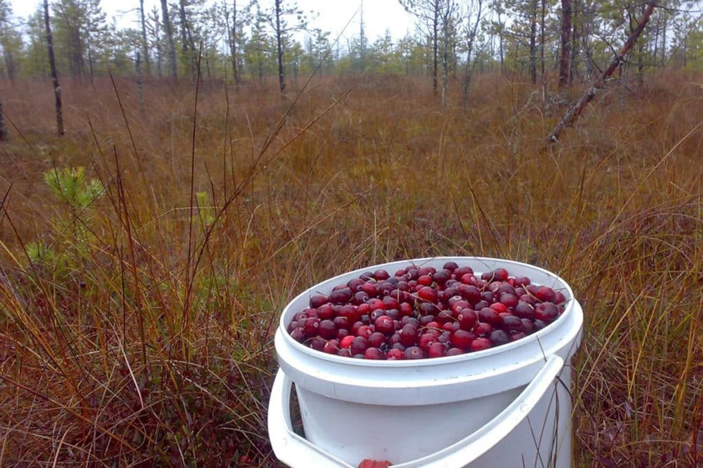 picking lingonberries