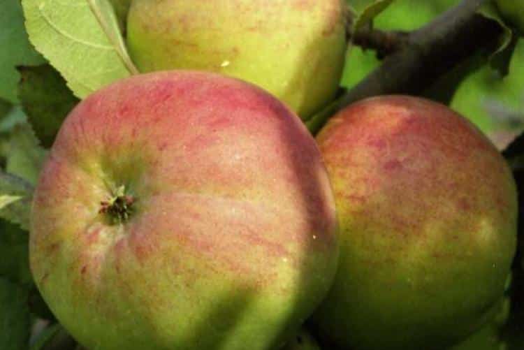 Bolotovskoe Apfelbaum