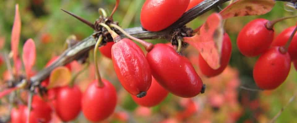 Berberitze medizinische Eigenschaften