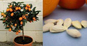 Planter, cultiver et entretenir une orange à la maison