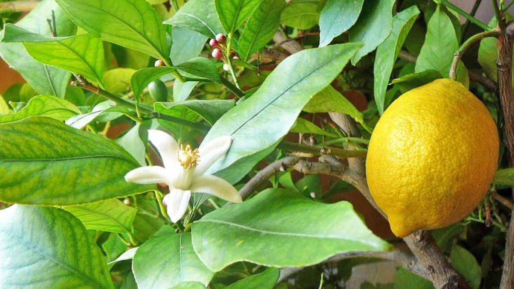 Zitrone blüht nicht