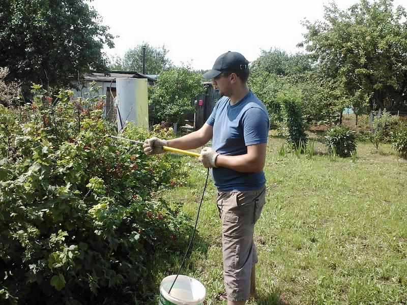 Mehltau auf Johannisbeeren