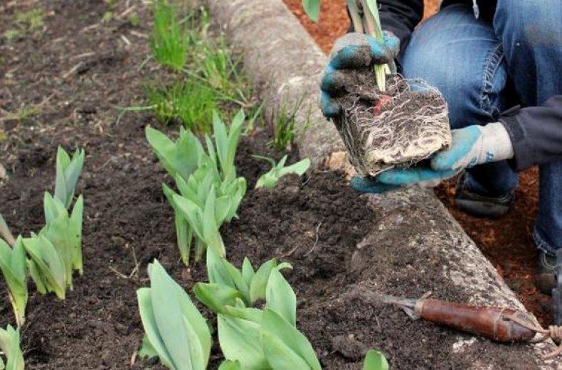 transplanting tulips