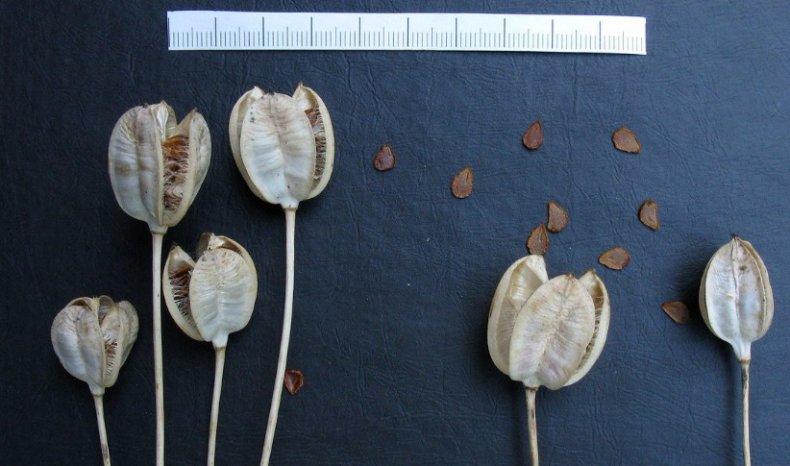 Vermehrung von Tulpen