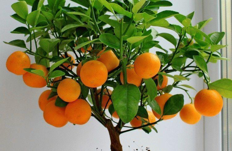 faire pousser une orange