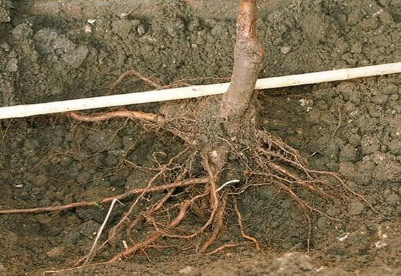 einen Apfelbaum pflanzen