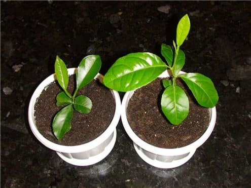 faire pousser une orange