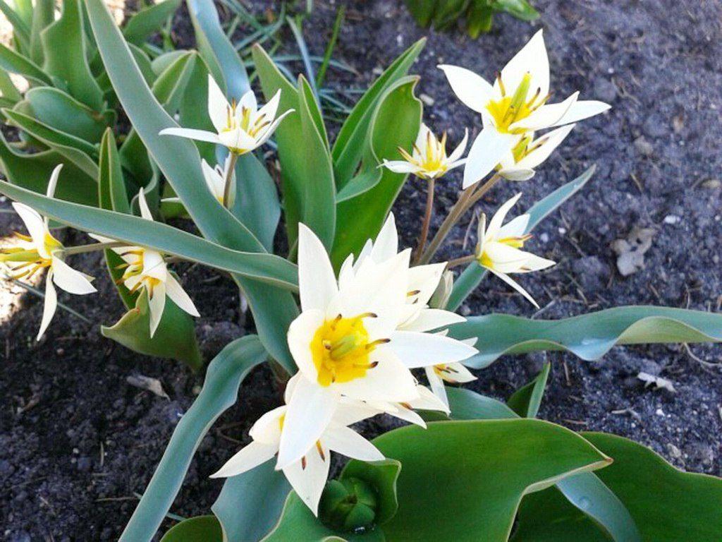 Turkestanika Tulpe
