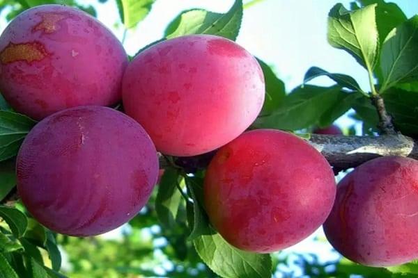 plateau of the Scythians