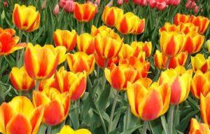 Description and characteristics of the tulip variety Apeldoorn, planting and cultivation