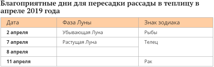 plantation de tomate