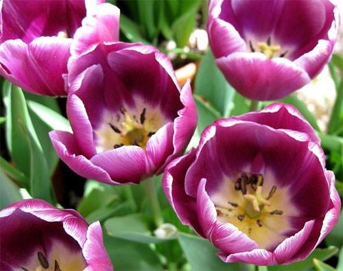 Arabisches Geheimnis