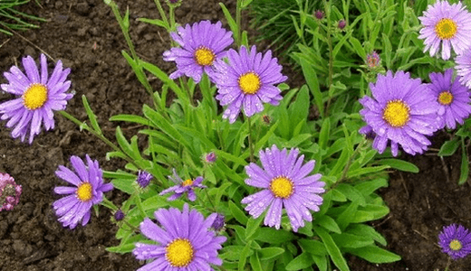 alpine Aster