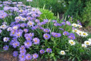 Description des variétés et variétés d'asters arbustifs, culture et entretien