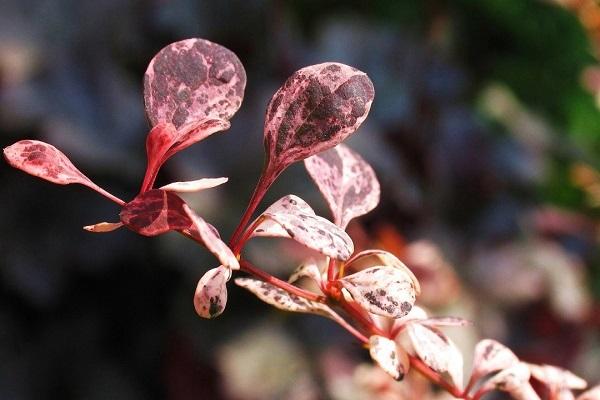 schrumpfende Stängel