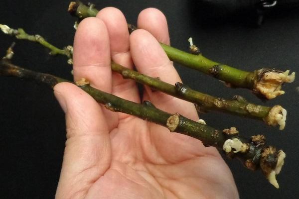 stratification de la tige