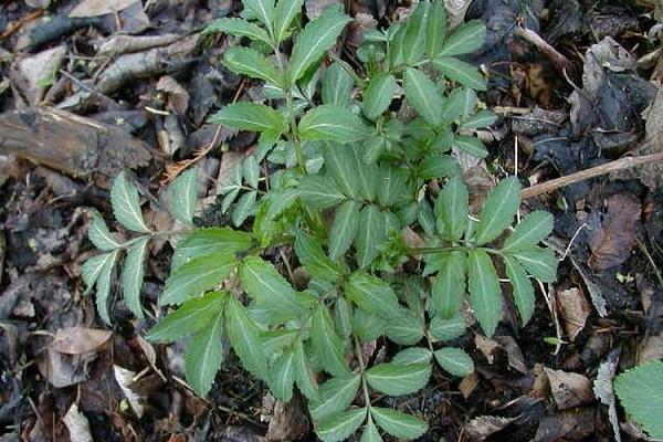 irrigation de brousse