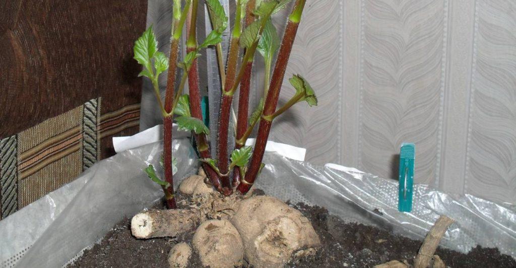 warum Dahlie nicht blüht