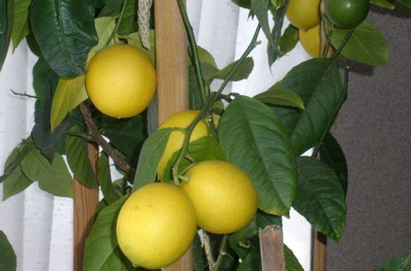 citron de meyer