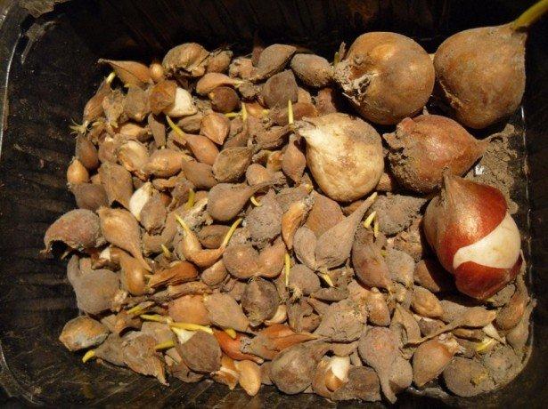 Vermehrung von Tulpen