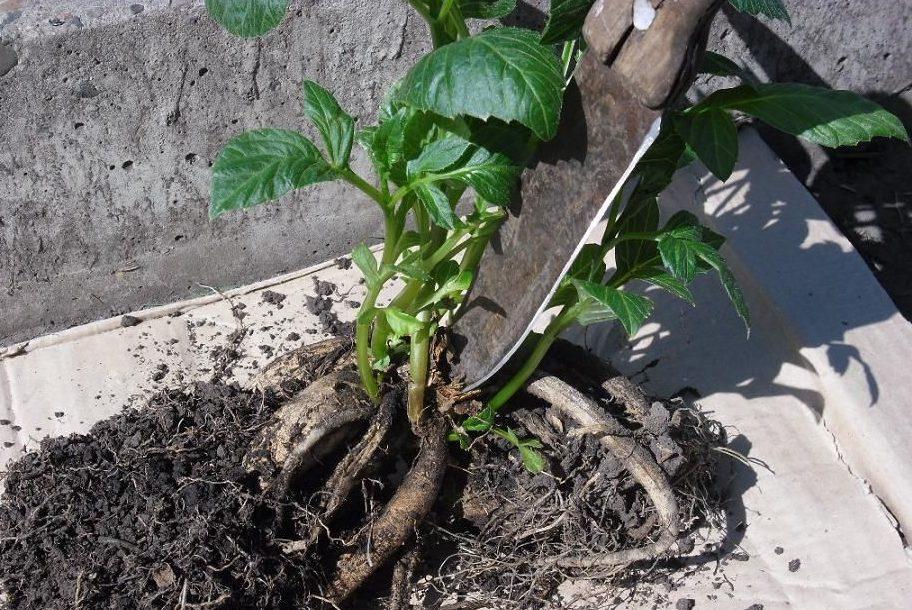 warum Dahlie nicht blüht