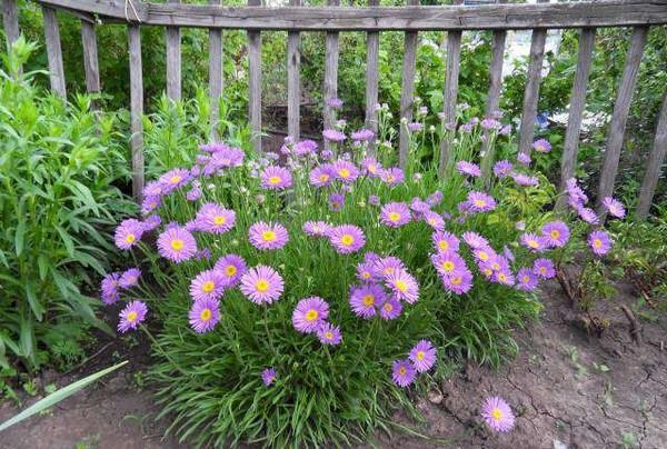 alpine Aster