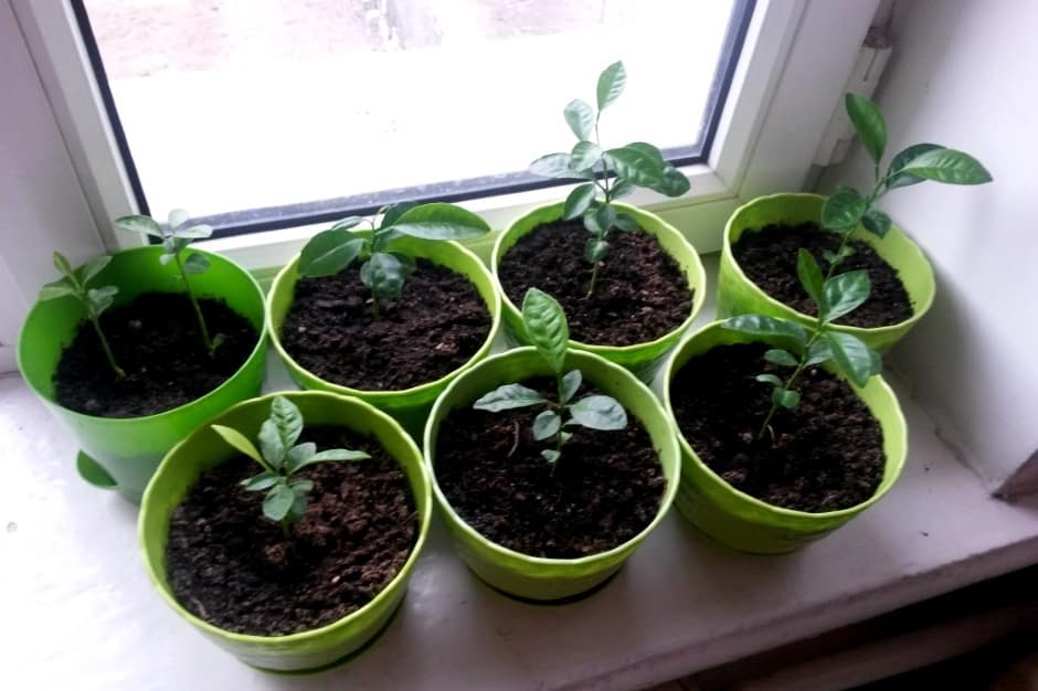 mandarine à la maison