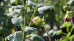 Pourquoi les dahlias peuvent ne pas fleurir et quelles en sont les raisons, que faire et les règles d'entretien des buissons