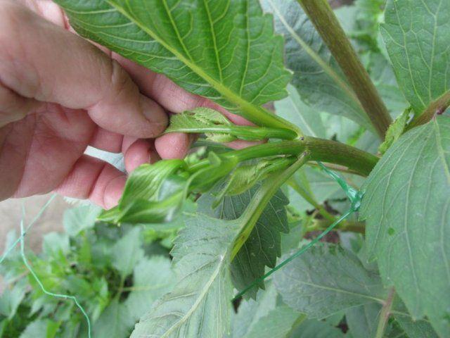 warum Dahlie nicht blüht