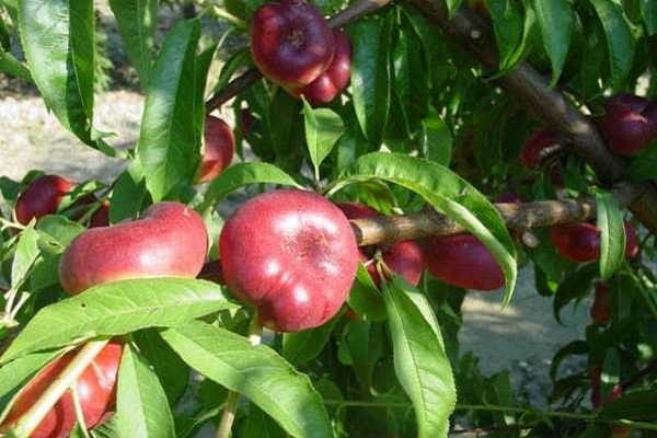 Die Haut ist glänzend