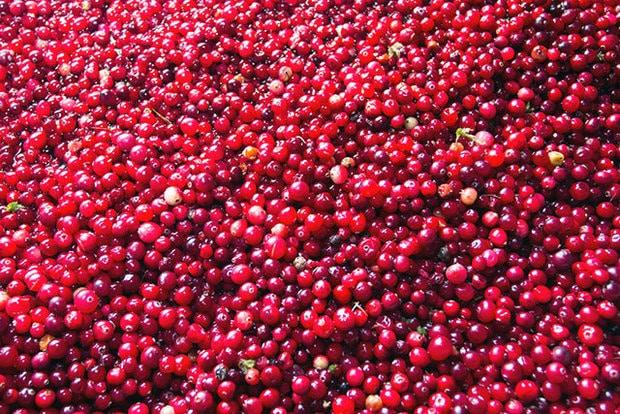 picking lingonberry