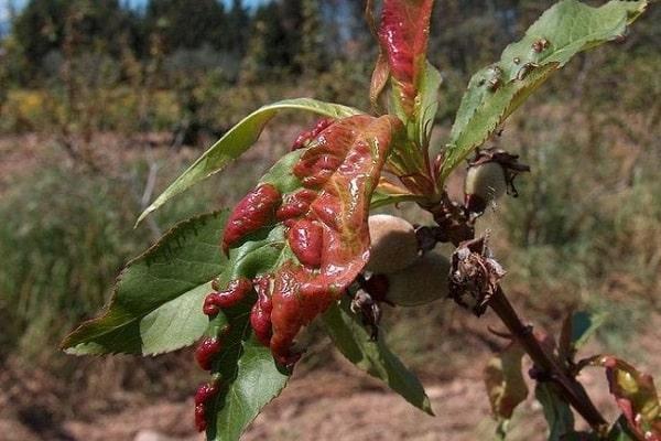 les feuilles deviennent rouges
