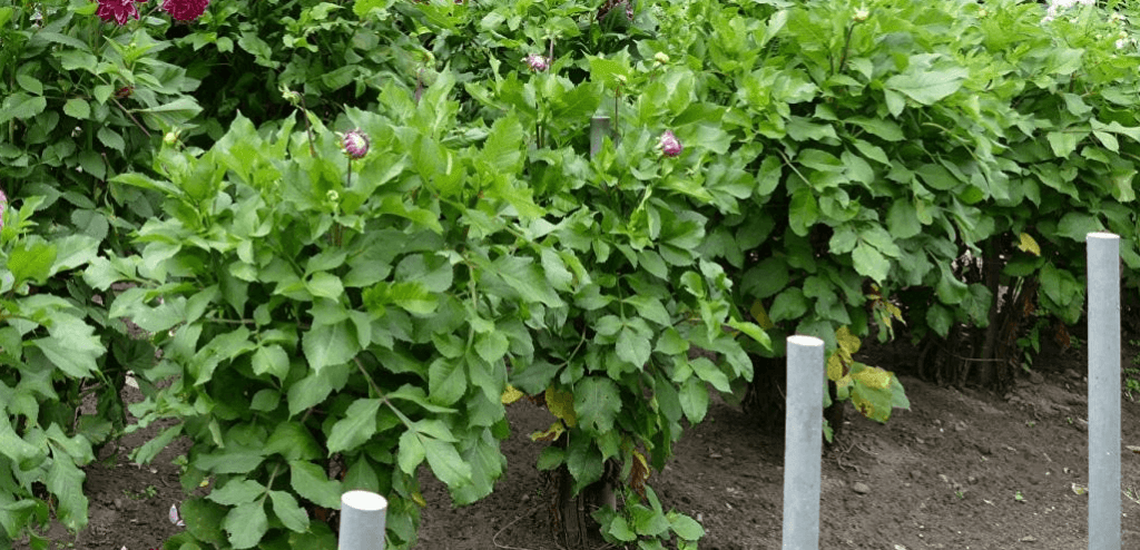 warum Dahlie nicht blüht