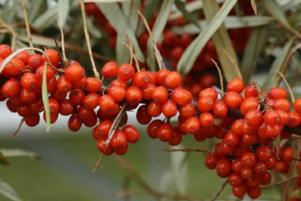 les fruits sont devenus rouges