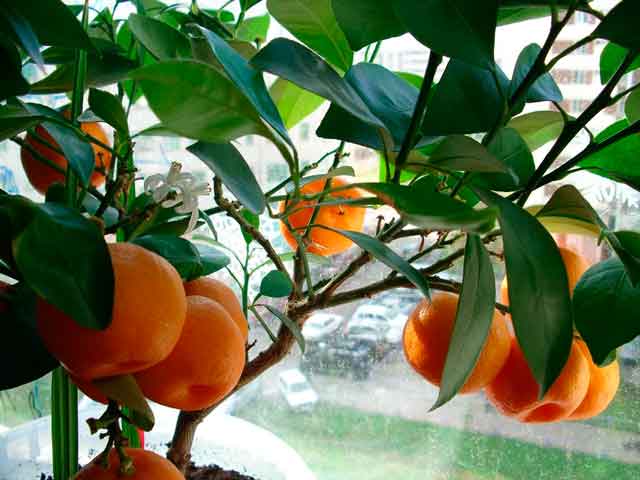 Mandarine unshiu