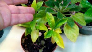 Warum Mandarinenblätter gelb werden, Ursachen der Krankheit und was zu tun ist