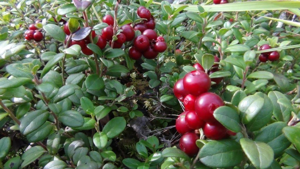 picking lingonberry