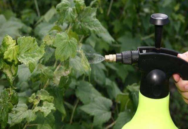 Königskerzeninfusion