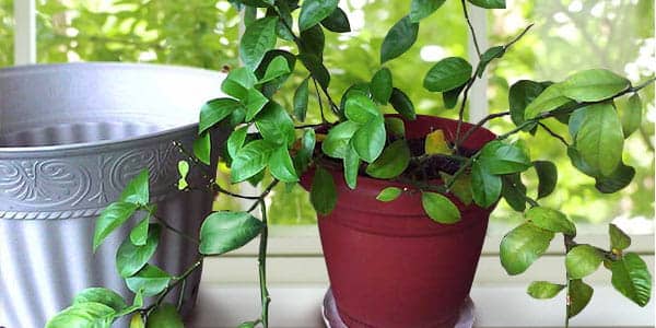 faire pousser une orange